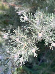 Grevillea crithmifolia