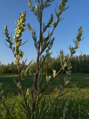 Artemisia vulgaris