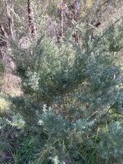 Grevillea crithmifolia