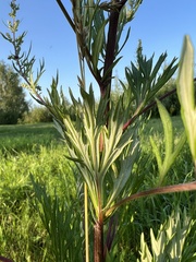 Artemisia vulgaris