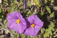 Solanum petrophilum