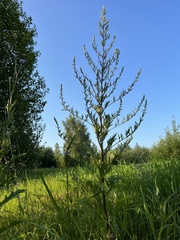 Artemisia vulgaris