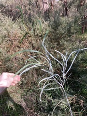 Acacia lasiocalyx