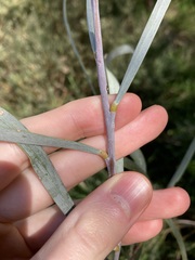 Acacia lasiocalyx