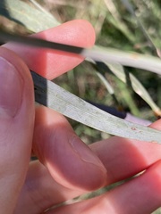 Acacia lasiocalyx