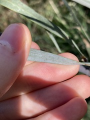 Acacia lasiocalyx
