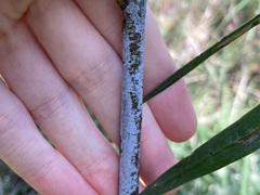 Acacia lasiocalyx