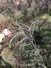 Acacia lasiocalyx