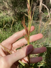 Schoenus grandiflorus