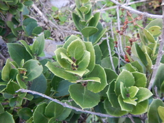 Maytenus procumbens