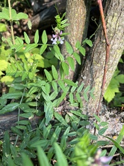 Vicia sepium