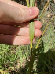 Schoenus grandiflorus