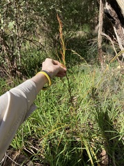 Schoenus grandiflorus