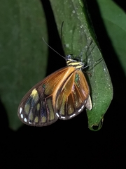Pteronymia aletta