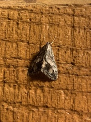 Evergestis simulatilis