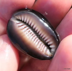 Monetaria caputophidii