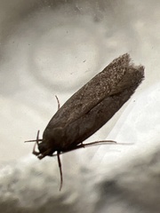 Bryotropha terrella
