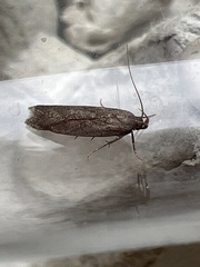 Bryotropha terrella