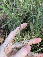 Corynotheca micrantha