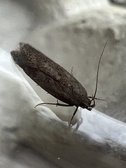 Bryotropha terrella