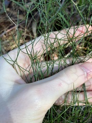 Corynotheca micrantha