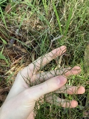 Corynotheca micrantha