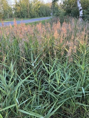 Phragmites australis australis