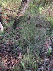 Corynotheca micrantha
