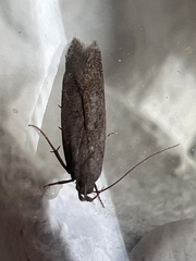 Bryotropha terrella