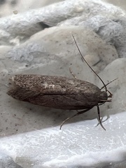 Bryotropha terrella
