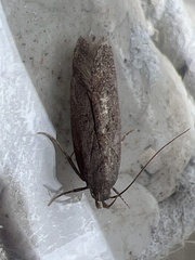 Bryotropha terrella