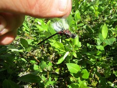 Leucorrhinia borealis