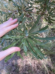 Banksia attenuata