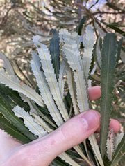 Banksia attenuata