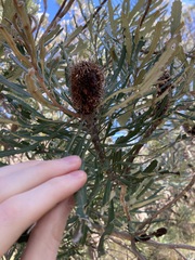 Banksia attenuata