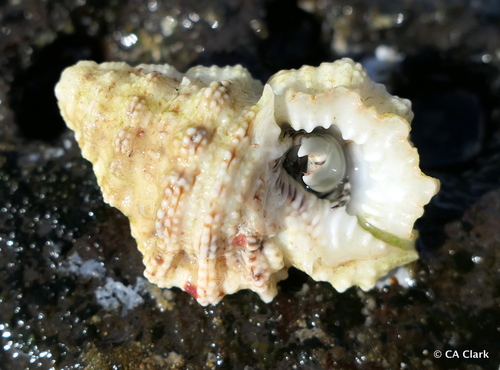 Bursa cruentata observed 2018-05-24