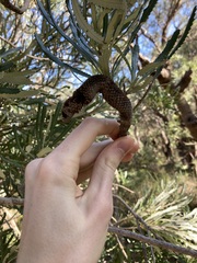 Banksia attenuata