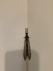 Distoleon tetragrammicus