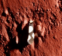 Monopis trimaculella