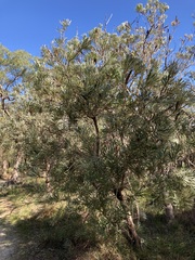 Banksia attenuata