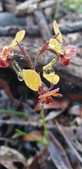 Diuris brumalis