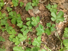 Cinquefoil (Potentilla canadensis)