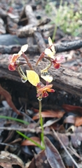 Diuris brumalis