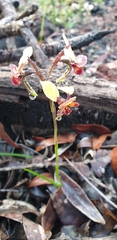 Diuris brumalis