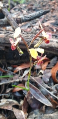 Diuris brumalis