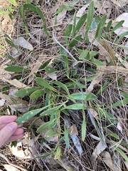 Scaevola repens