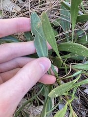 Scaevola repens