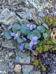 Viola flettii