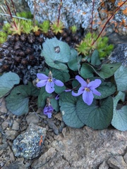 Viola flettii