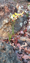 Diuris brumalis